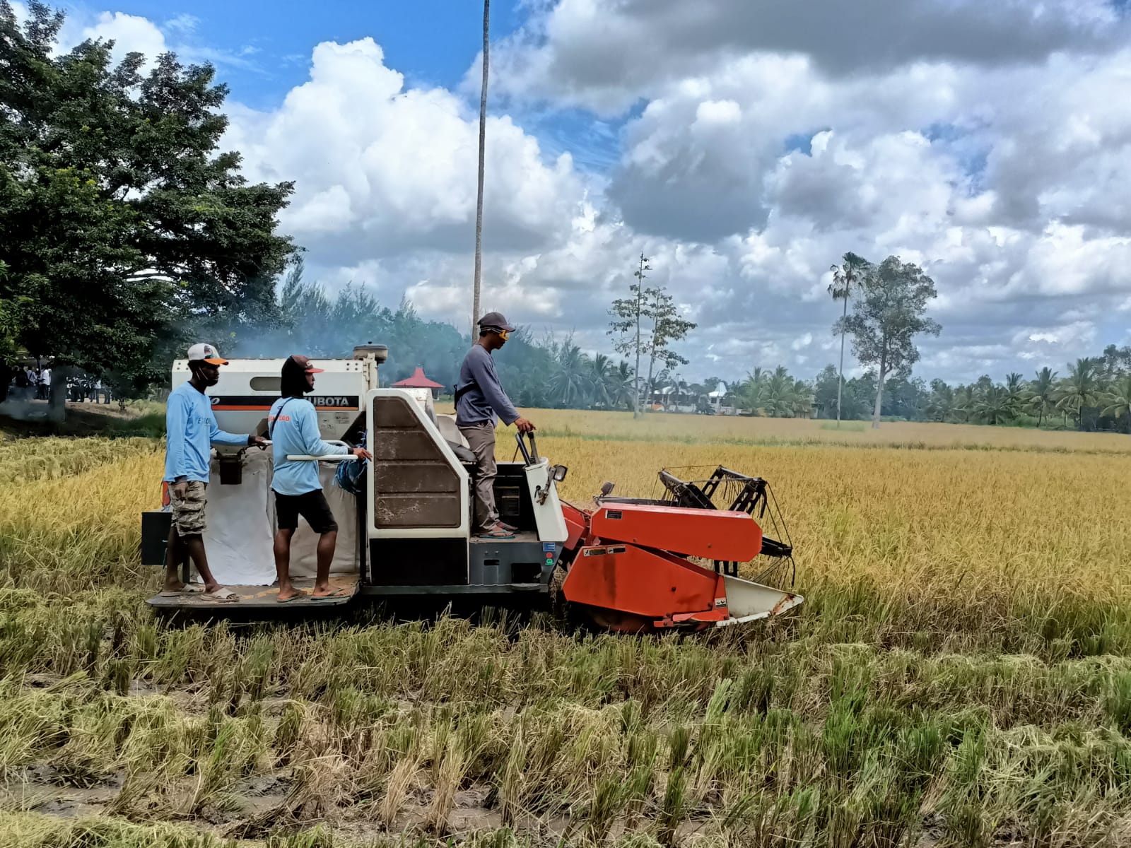 Harvester combine (mesin pemotong gabah) sedang memanen padi di lahan milik Bupati Merauke, Romanus Mbaraka – Surya Papua/Frans Kobun