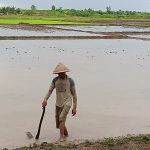 Salah seorang petani di Distrik Tanah Miring sedang menyiapkan lahannya untuk ditanami padi – Surya Papua/Frans Kobun