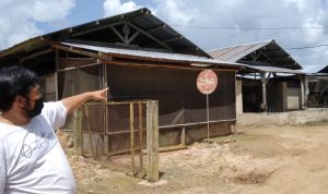 Penanggungjawab PT Harvest Pulus Papua, Lukas Budi Santoso saat menunjuk kea rah kandang ayam – Surya Papua/ Yulianus Bwariat