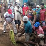 Bupati Merauke, Romanus Mbaraka sedang memukul babi – Surya Papua/Frans Kobun