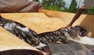 Pasar tradisional di pinggir rawa Ka’sat, perbatasan RI-PNG di Distrik Ululin, Kabupaten Merauke. Tampak ikan yang dijual warga PNG – Surya Papua/IST