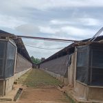 Kandang ayam milik PT Harvest Pulus Papua yang mengundang bau hingga memunculkan aksi protes masyarakat setempat – Surya Papua/Frans Kobun