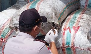 Petugas Karantina Merauke sedang melakukan pemeriksaan kedelai dalam kemasan karung – Surya Papua/Peter Ezra