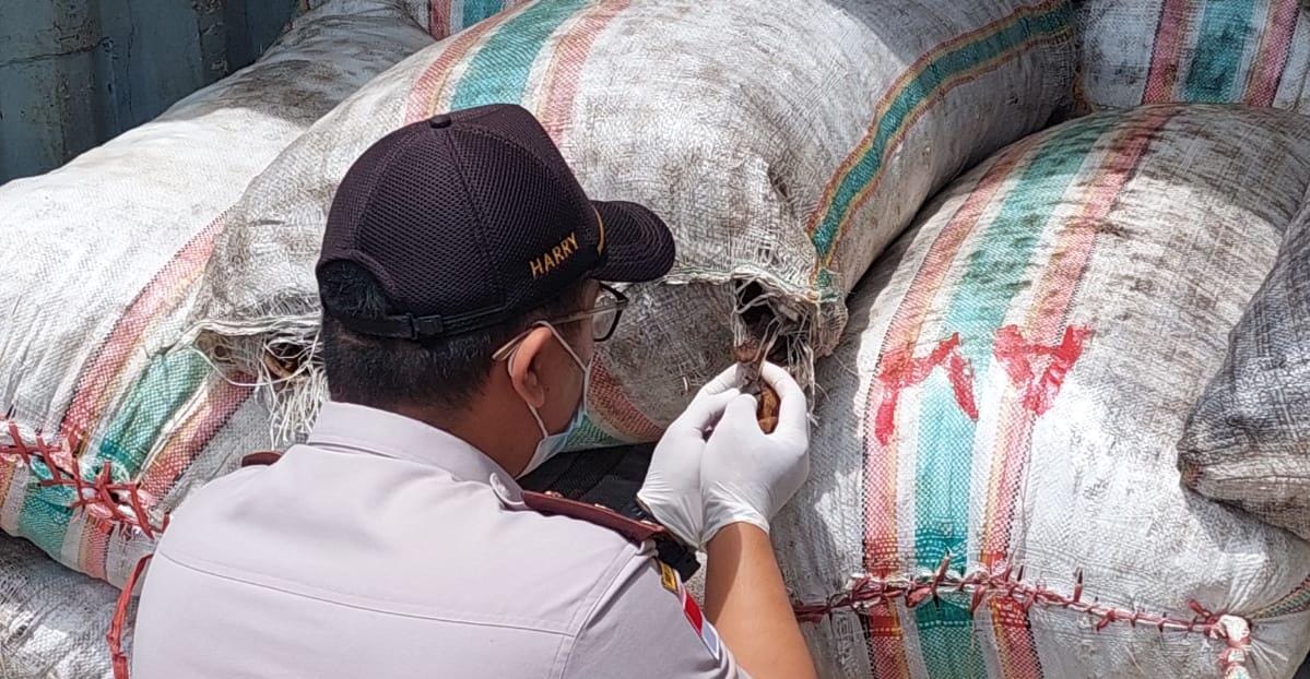 Petugas Karantina Merauke sedang melakukan pemeriksaan kedelai dalam kemasan karung – Surya Papua/Peter Ezra