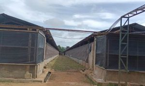 Kandang ayam milik PT Harvest Pulus Papua yang beralamat di Kampung Marga Mulya – Surya Papua/Frans Kobun