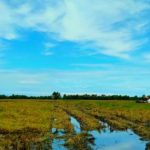 panen--- Lahan padi milik masyarakat di Kampung Bokem yang mulai dipanen – Surya Papua/Yulianus Bwariat