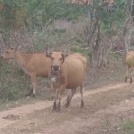 Sapi milik masyarakat di salah satu kampung di Distrik Jagebob, Kabupaten Merauke – Surya Papua/Frans Kobun