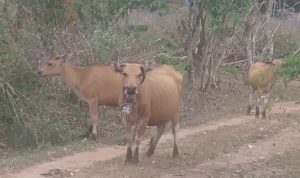 Sapi milik masyarakat di salah satu kampung di Distrik Jagebob, Kabupaten Merauke – Surya Papua/Frans Kobun