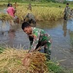 Satgas Pamtas RI PNG di Kampung Kondo bersama masyarakat sedang memanen padi – Surya Papua/IST