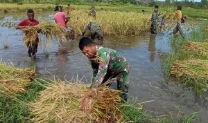 Satgas Pamtas RI PNG di Kampung Kondo bersama masyarakat sedang memanen padi – Surya Papua/IST