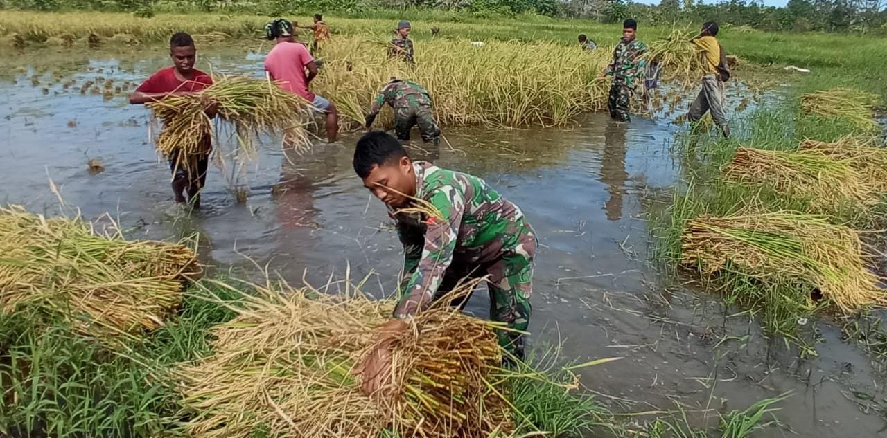 Satgas Pamtas RI PNG di Kampung Kondo bersama masyarakat sedang memanen padi – Surya Papua/IST