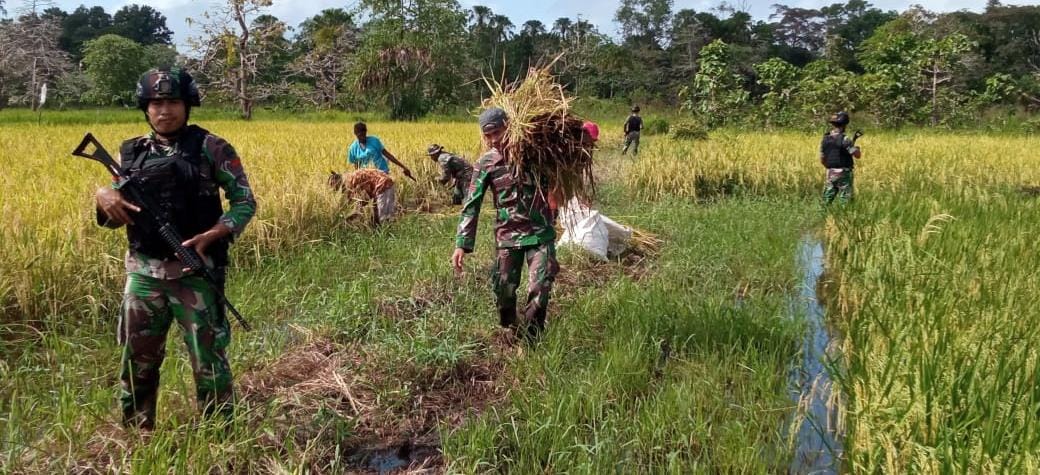 Salah seorang prajurit Satgas sedang memikul gabah setelah diambil dari sawah – Surya Papua/IST