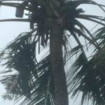 Kelapa berbuah jerigen yang ditemukan aparat kepolisian saat operasi tadi siang – Surya Papua/IST