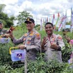 Kegiatan panen cabai di lahan yang dikelola oleh Kapolsek Sota bersama anggotanya – Surya Papua/IST