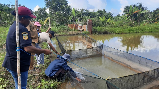 Bibit ikan saat dilepas ke kolam beberapa waktu lalu – Surya Papua/IST