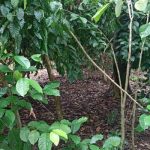 Kopi milik masyarakat di Muting, Kabupaten Merauke – Surya Papua/IST