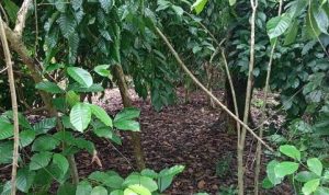 Kopi milik masyarakat di Muting, Kabupaten Merauke – Surya Papua/IST