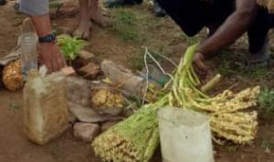 Sagero dalam jerigen dan mayang kelapa yang diamankan Polsek Okaba – Surya Papua/IST