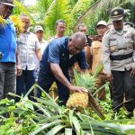 Bupati Merauke, Romanus Mbaraka sedang memanen nenas milik masyarakat di Kampung Kaliki, Distrik Kurik – Surya Papua/Ichal Ukat