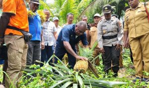 Bupati Merauke, Romanus Mbaraka sedang memanen nenas milik masyarakat di Kampung Kaliki, Distrik Kurik – Surya Papua/Ichal Ukat