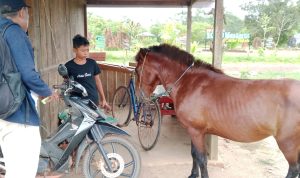 Kuda milik Revi yang disiapkan untuk bisa digunakan berkeliling di tempat wisata 1000 musamus – Surya Papua/Yulianus Bwariat