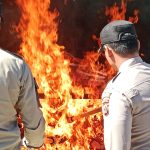 Daging yang sedang dimusnahkan oleh Pemerintah Kabupaten (Pemklab Merauke – Surya Papua/Yulianus Bwariat
