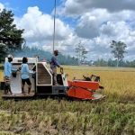 Lahan atau kebun milik Romanus Mbaraka yang digunakan untuk membuka areal persawahan – Surya Papua/Frans Kobun