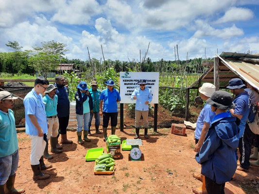 Timun yang dipanen di kebun percontphan masyarakat milik TSE Group – Surya Papua/IST