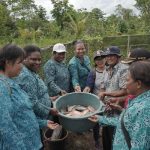 Ikan hasil panen di kebun percontohan TP PKK Kabupaten Merauke – Surya Papua/IST