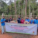 Penyerahan bantuan ternak oleh PT TSE A kepada warga di Kampung Naga – Surya Papua/IST