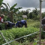 Kegiatan panen sayur kampung kelompok tani ibu-ibu di Kampung Naga – Surya Papua/IST