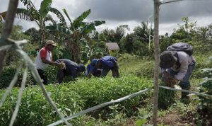 Kegiatan panen sayur kampung kelompok tani ibu-ibu di Kampung Naga – Surya Papua/IST