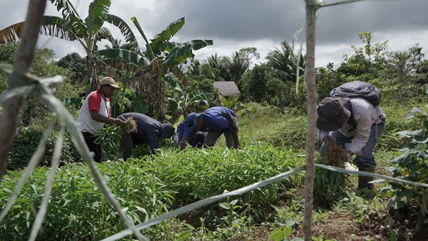 Kegiatan panen sayur kampung kelompok tani ibu-ibu di Kampung Naga – Surya Papua/IST