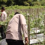Cabai yang ditanam diatas lahan stengah hektar oleh aparat Polsek Sota bersama warga setempat – Surya Papua/IST