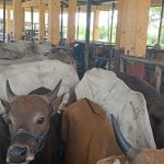 Sapi di RPH Mopah Lama yang akan dipotong dalam tiga hari kedepan – Surya Papua/Frans Kobun