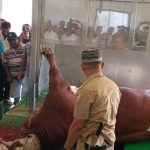 Penyembelian sapi kurban bantuan Presiden RI di RPH Mopah Lama - Surya Papua/Frans Kobun