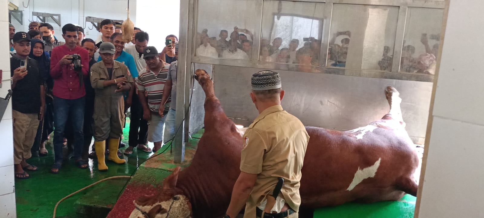 Penyembelian sapi kurban bantuan Presiden RI di RPH Mopah Lama - Surya Papua/Frans Kobun
