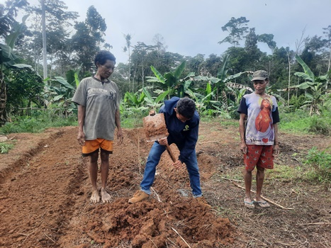 Aktivitas yang dilakukan warga setempat untuk berkebun – Surya Papua/IST