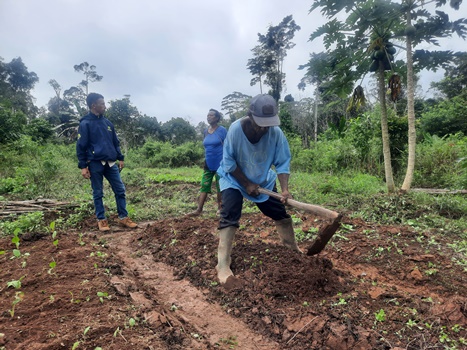 Salah seorang bapak dengan menggunakan cangkul sedang membuat bedeng – Surya Papua/IST