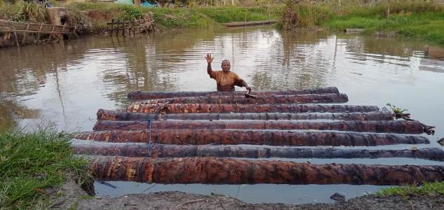 Pohon sagu yang telah dipotong dan siap untuk diparut – Surya Papua/Frans Kobun