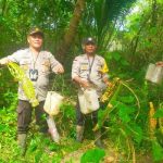 Kapolsek Onggaya bersama anggotanya mengamankan beberapa barang bukti yang digunakan memproduksi sopi – Surya Papua/IST