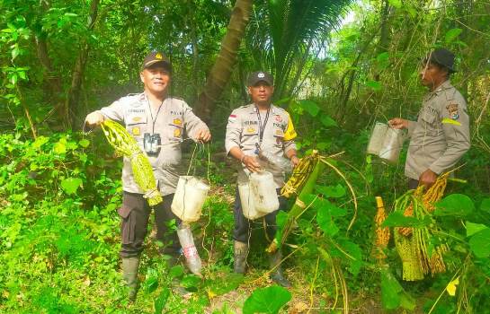 Kapolsek Onggaya bersama anggotanya mengamankan beberapa barang bukti yang digunakan memproduksi sopi – Surya Papua/IST