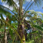 Pohon kelapa yang digantung jerigen di mayangnya untuk menampung sagero – Surya Papua/IST