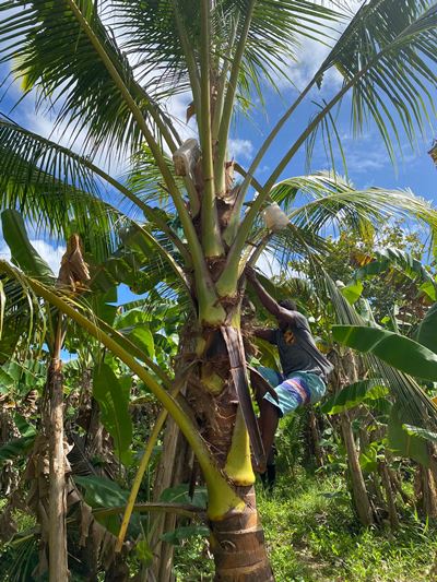 Pohon kelapa yang digantung jerigen di mayangnya untuk menampung sagero – Surya Papua/IST