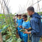 Siswa-siswi SDN Camp 19 sedang di kebun percontohan budidaya tanaman – Surya Papua/IST