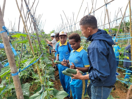 Siswa-siswi SDN Camp 19 sedang di kebun percontohan budidaya tanaman – Surya Papua/IST