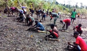 Masyarakat sedang menanam anakan pohon pisang – Surya Papua/IST