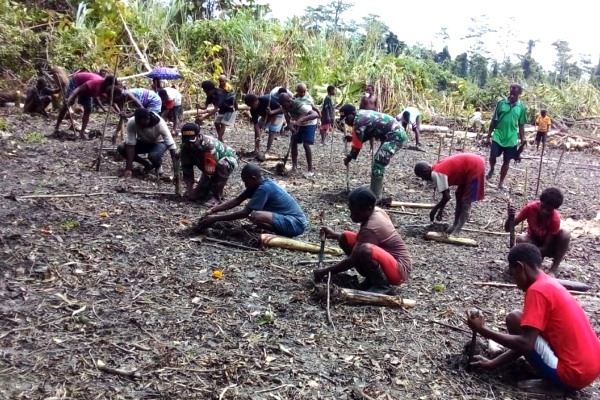 Masyarakat sedang menanam anakan pohon pisang – Surya Papua/IST