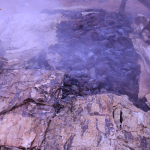 Proses memasak sagu sep dengan cara bakar batu – Surya Papua/IST