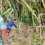 Salah seorang saksi sedang menunjuk lokasi atau tempat bayi yang ditemukan di bawah pohon bambu – Surya Papua/IST